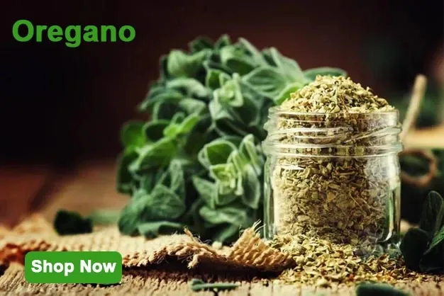 oregano